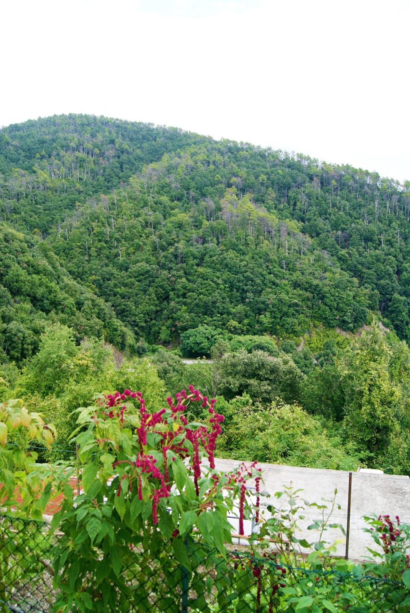 Chez Il Pino Vernazza Vista Mare 外观 照片